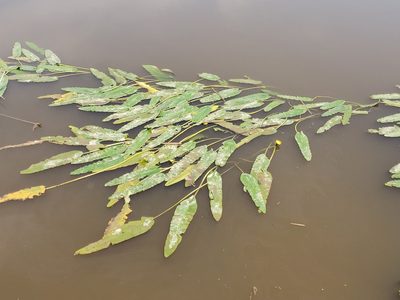Nuphar sagittifolia, photographed by Tyler Bishop