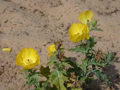 Argemone subfusiformis, photographed by Federico Muñoz