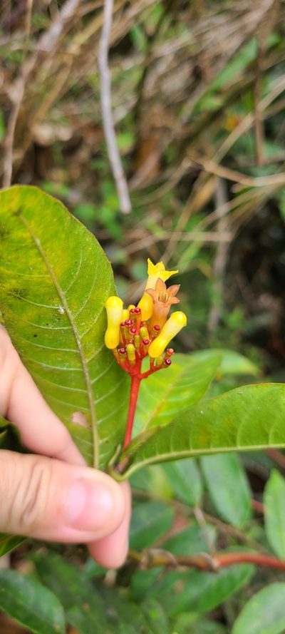 Palicourea crocea, photographed by ritirene