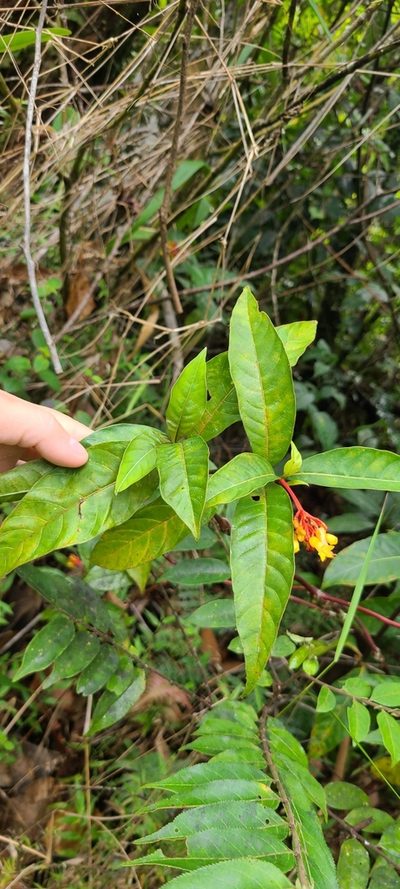 Palicourea crocea, photographed by ritirene
