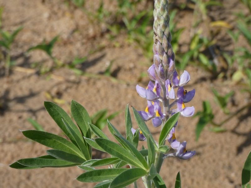 Lupinus albescens, photographed by Federico Muñoz