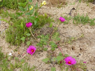 Portulaca gilliesii, photographed by Federico Muñoz