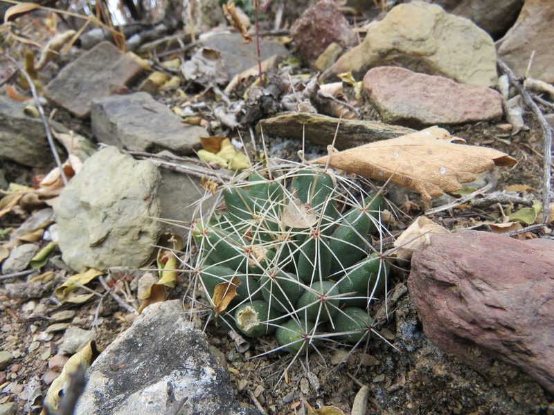 Mammillaria longimamma, photographed by Alexis López Hernández