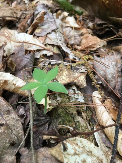 Isotria medeoloides, photographed by Bonnie Isaac