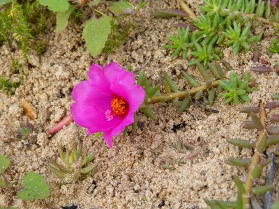 Portulaca gilliesii, photographed by Federico Muñoz