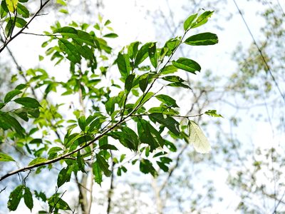 Eustigma oblongifolium, photographed by Jacy Chen
