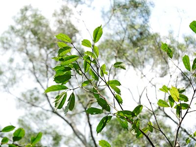 Eustigma oblongifolium, photographed by Jacy Chen