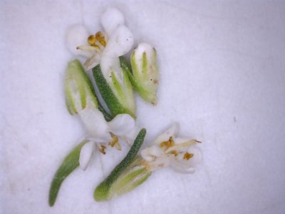 Selago diffusa, photographed by Dave U