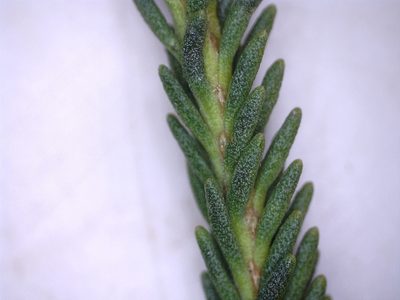 Selago diffusa, photographed by Dave U