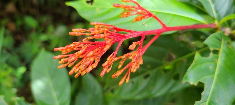 Palicourea crocea, photographed by ritirene