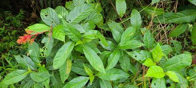 Palicourea crocea, photographed by ritirene