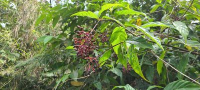 Palicourea crocea, photographed by ritirene