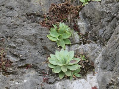 Agave mitis, photographed by Alexis López Hernández