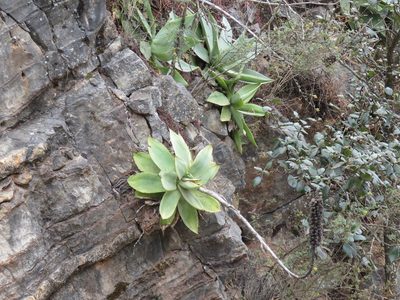 Agave mitis, photographed by Alexis López Hernández