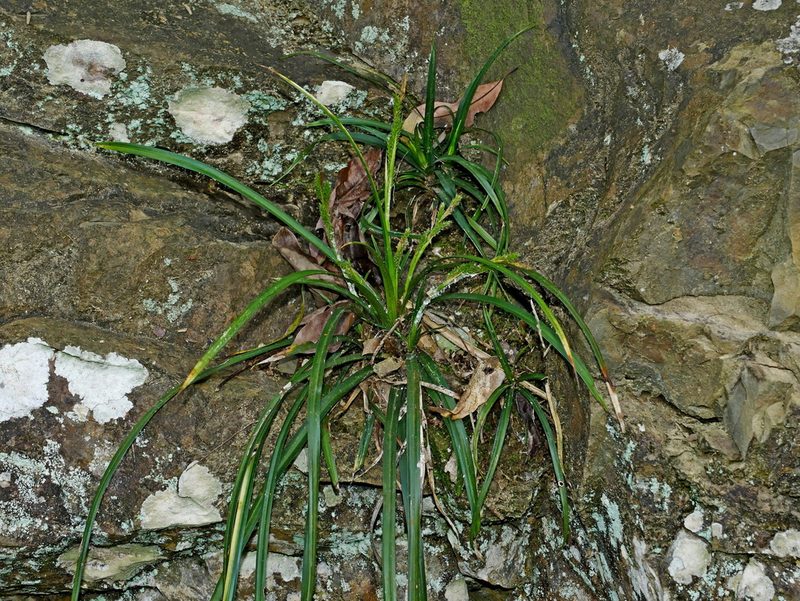 Carex sociata, photographed by Jacy Chen