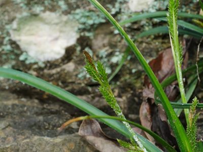 Carex sociata, photographed by Jacy Chen