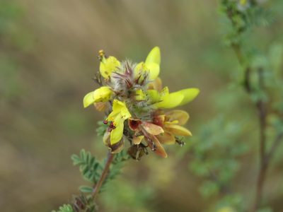 Dalea lutea, photographed by Alexis López Hernández