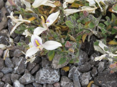 Carlowrightia neesiana, photographed by Alexis López Hernández