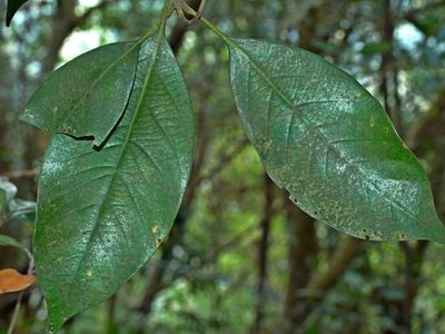 Lithocarpus taitoensis, photographed by Jacy Chen