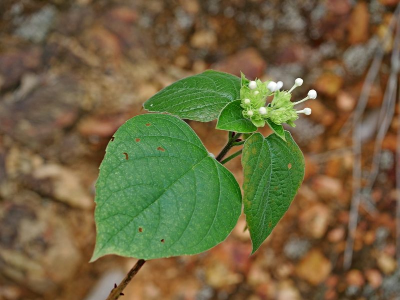 Clerodendrum canescens, photographed by Jacy Chen