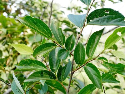 Celtis biondii, photographed by Jacy Chen