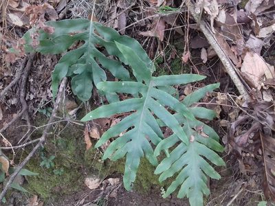 Phlebodium pseudoaureum, photographed by IA braham