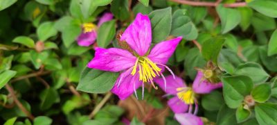 Heterotis rotundifolia, photographed by ritirene