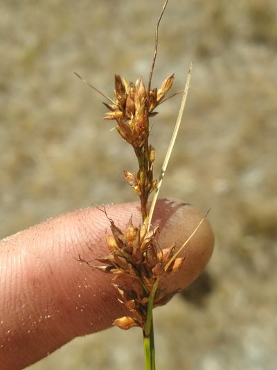 Rhynchospora intermedia, photographed by Scott Ward