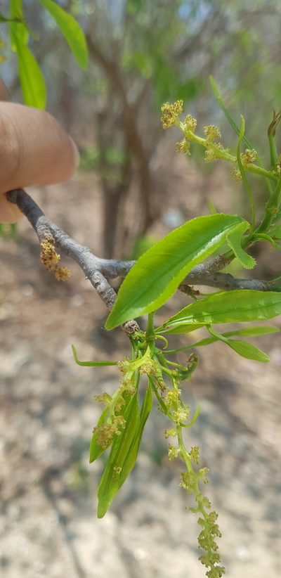 Pleradenophora lottiae, photographed by Eugenio Padilla