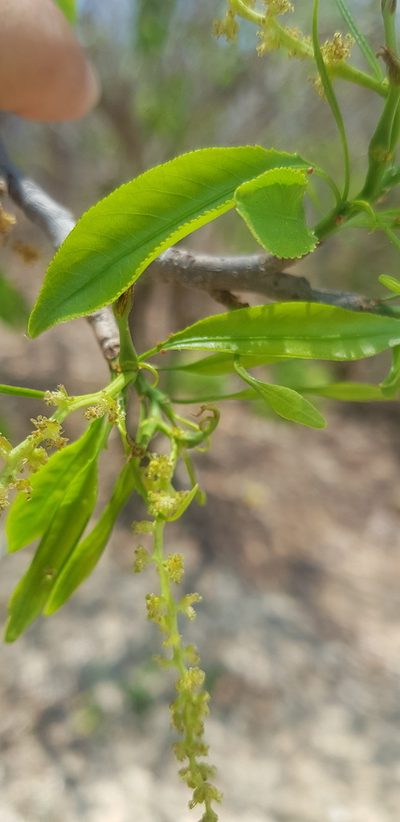 Pleradenophora lottiae, photographed by Eugenio Padilla