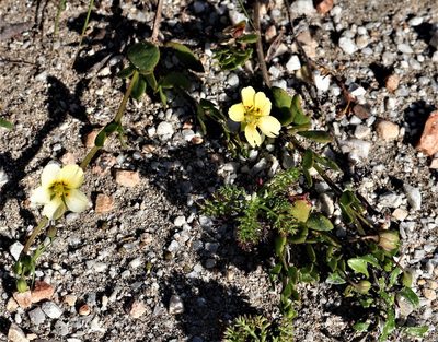 Roepera maritima, photographed by Dave Brown