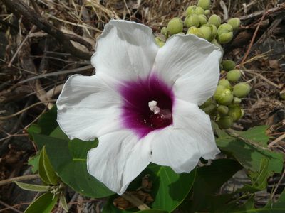 Ipomoea campanulata, photographed by Dinesh Valke