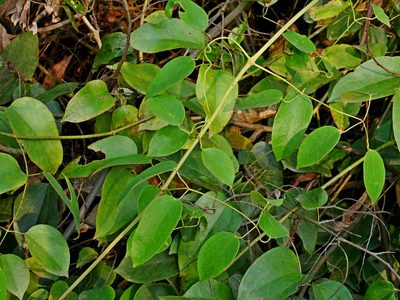 Jasminum lanceolarium, photographed by Jacy Chen