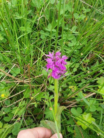 Dactylorhiza urvilleana, photographed by Дауд Арсанукаев
