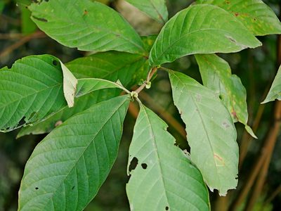 Wendlandia uvariifolia, photographed by Jacy Chen