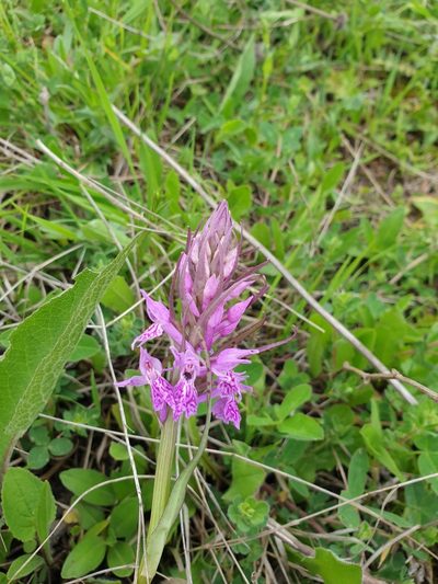 Dactylorhiza urvilleana, photographed by Дауд Арсанукаев