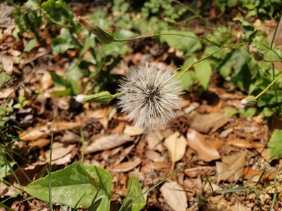 Hypochaeris chillensis, photographed by Tyler Bishop