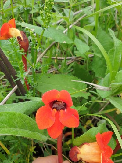 Phelypaea coccinea, photographed by Дауд Арсанукаев