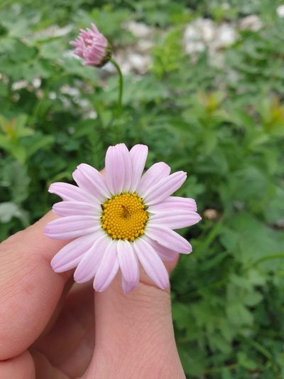 Tanacetum coccineum, photographed by Дауд Арсанукаев