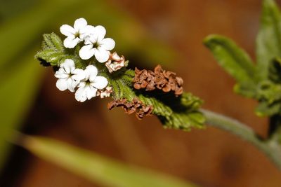 Heliotropium steudneri, photographed by i_c_riddell
