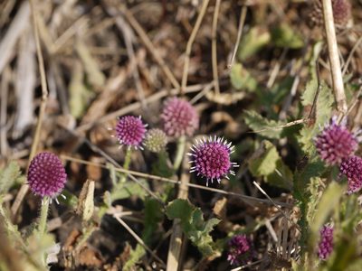 Sphaeranthus indicus, photographed by Dinesh Valke