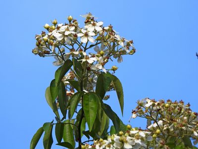 Rosa indica, photographed by Jacy Chen