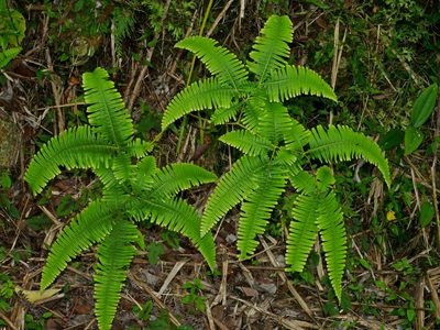 Dicranopteris taiwanensis, photographed by Jacy Chen