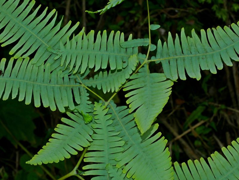 Dicranopteris taiwanensis, photographed by Jacy Chen