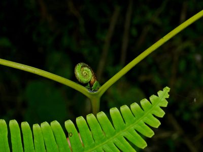 Dicranopteris taiwanensis, photographed by Jacy Chen