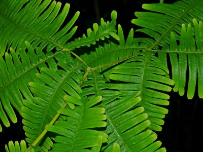 Dicranopteris taiwanensis, photographed by Jacy Chen
