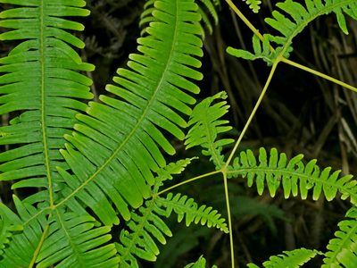 Dicranopteris taiwanensis, photographed by Jacy Chen