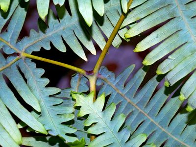 Dicranopteris taiwanensis, photographed by Jacy Chen