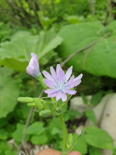 Lactuca racemosa, photographed by Дауд Арсанукаев