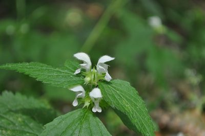 Lamium flexuosum, photographed by Josep Gesti